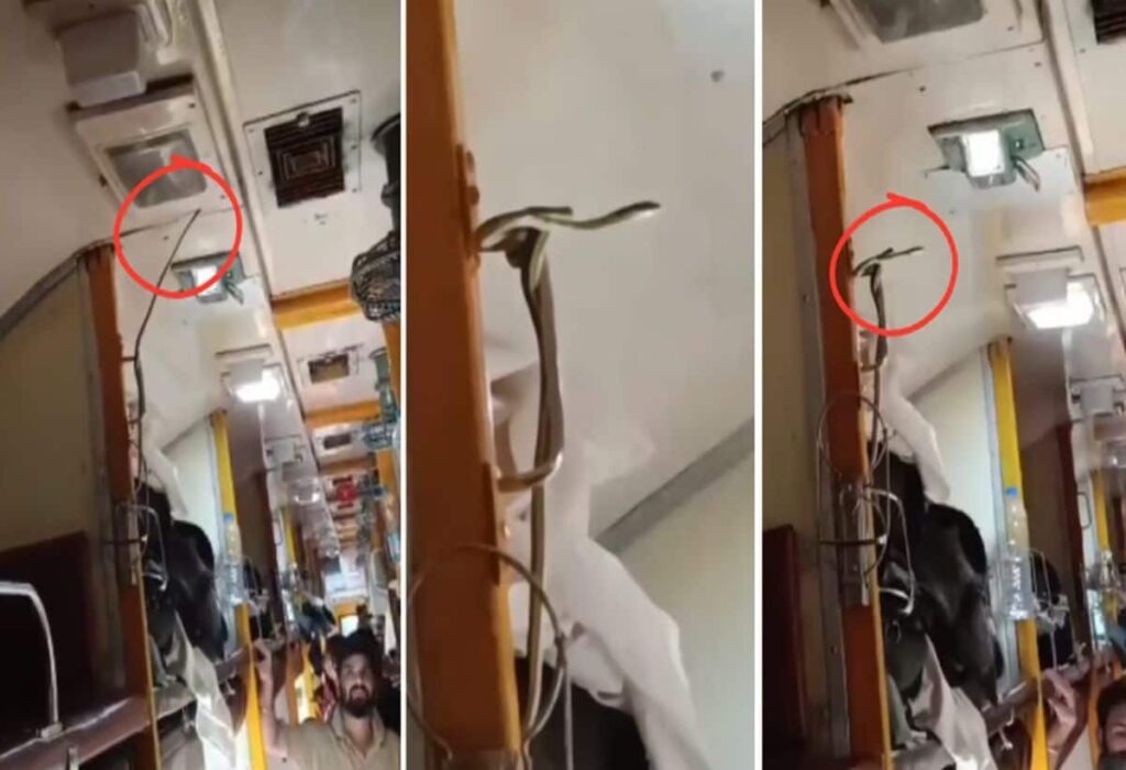 Video: Venomous snake spotted in AC coach of Garib Rath Express, passengers in panic, watch the video