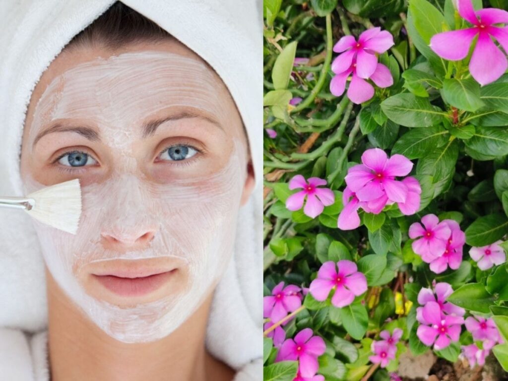 Evergreen Flower Benefits for Skin: Easy Face Pack Recipe!