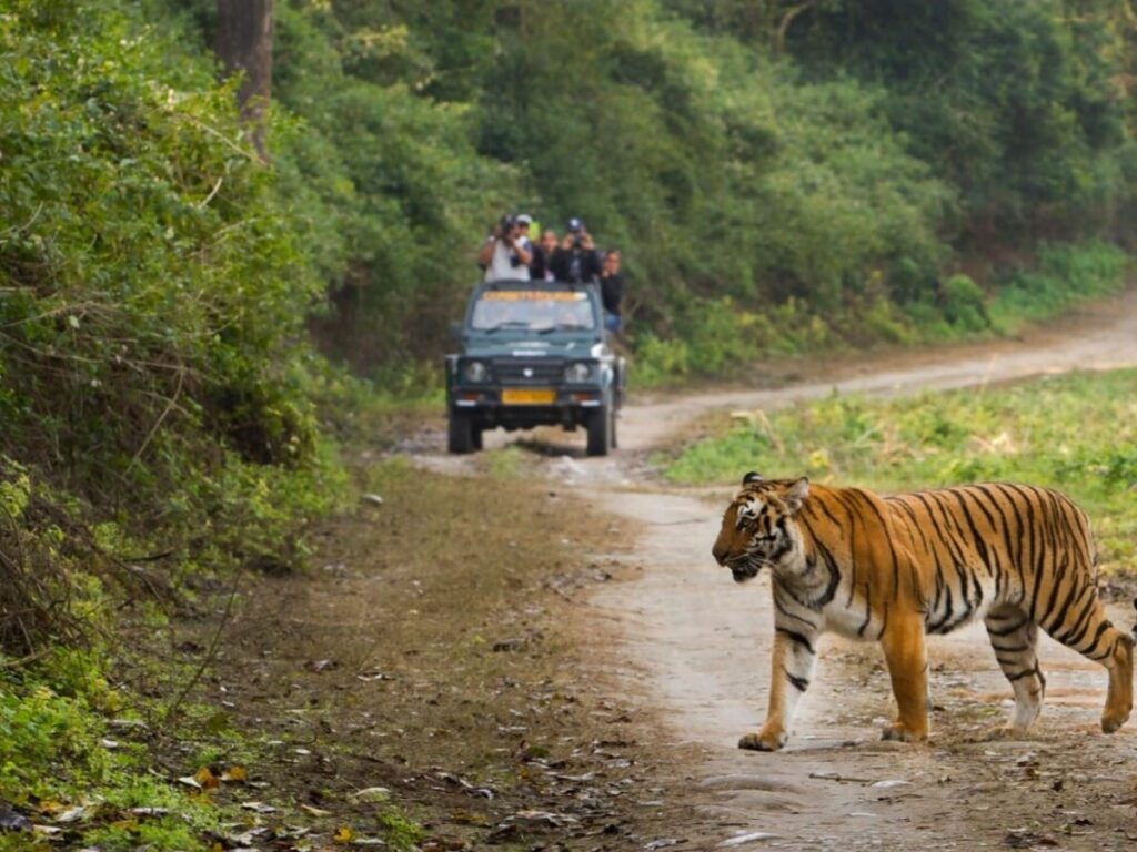 Safety Tips for a Fun Jungle Safari with Kids