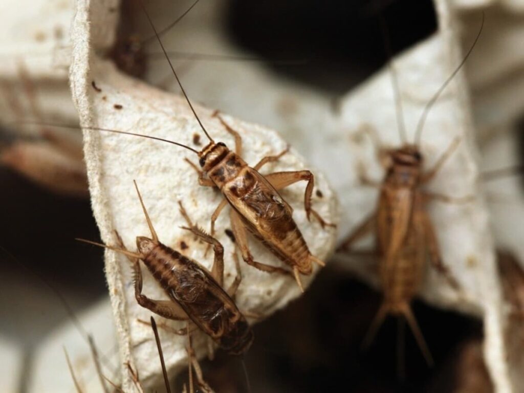 Bid Farewell to Crickets at Home with These Easy Remedies!