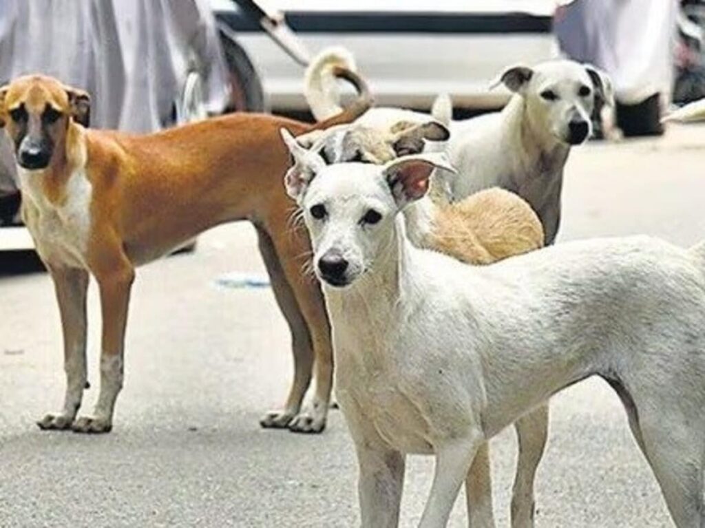 Survive a Dog Pack Encounter: 5 Tips to Stay Safe